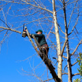 Emergency Tree Company in Portsmith: When Garden Maintenance Is Not Enough for Sudden Tree Hazards