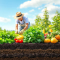 Enhancing Garden Maintenance Through Effective Crop Rotation