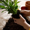 Identifying When Your Plants Need Repotting: Key Signs for Effective Garden Maintenance