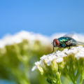 Garden Maintenance and Pest Control in Fayetteville