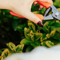 The Essential Role of Pruning in Effective Garden Maintenance