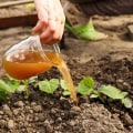 Choosing the Right Fertilizer for Your Vegetable Garden: A Guide to Effective Garden Maintenance
