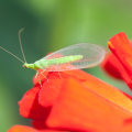 Effective Strategies to Attract Beneficial Insects for Thriving Garden Maintenance