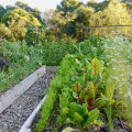 Enhancing Garden Maintenance Through Companion Planting