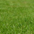 Expert Lawn Care and Garden Maintenance in Loudoun County