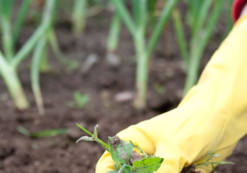 Effective Strategies for Weeding Your Garden: A Comprehensive Approach to Garden Maintenance