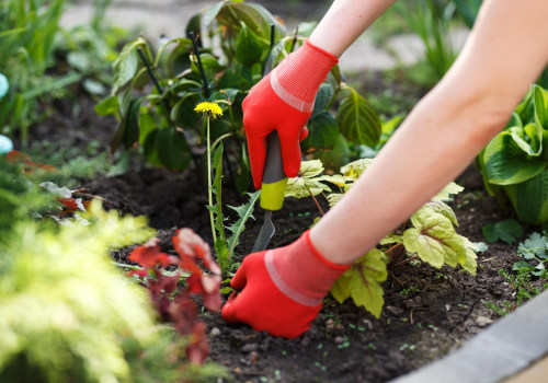 Natural Strategies for Effective Garden Maintenance: Controlling Weeds Naturally