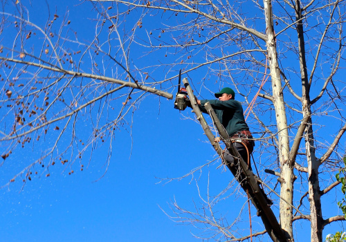 Emergency Tree Company in Portsmith: When Garden Maintenance Is Not Enough for Sudden Tree Hazards