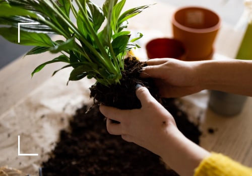 Identifying When Your Plants Need Repotting: Key Signs for Effective Garden Maintenance