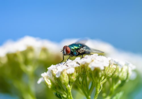 Garden Maintenance and Pest Control in Fayetteville