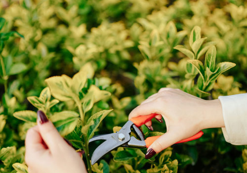 The Essential Role of Pruning in Effective Garden Maintenance