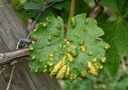 Understanding Common Plant Diseases for Effective Garden Maintenance