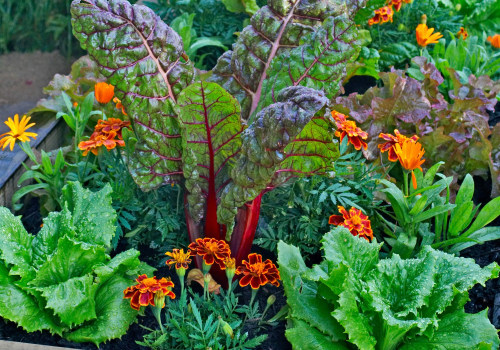 Effective Strategies for Attracting Pollinators to Your Garden