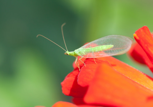 Effective Strategies to Attract Beneficial Insects for Thriving Garden Maintenance