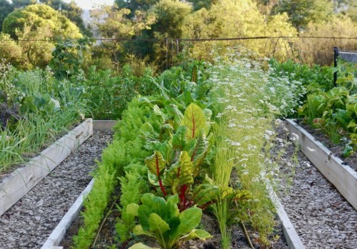 Enhancing Garden Maintenance Through Companion Planting